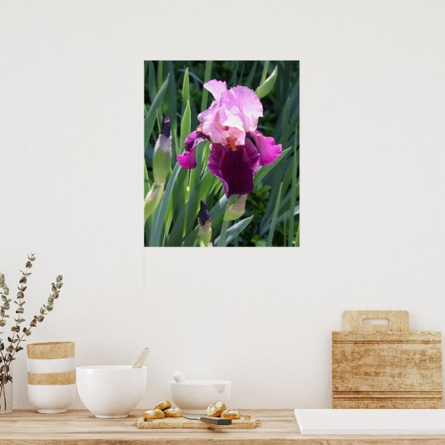 Sun-kissed Pink Iris Flower Poster (Kitchen)