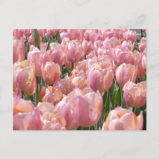 Sun-kissed Pink Tulips Postcard (Front)