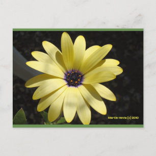 Sun on a Yellow Daisy Blue Beach Song™ Postcard