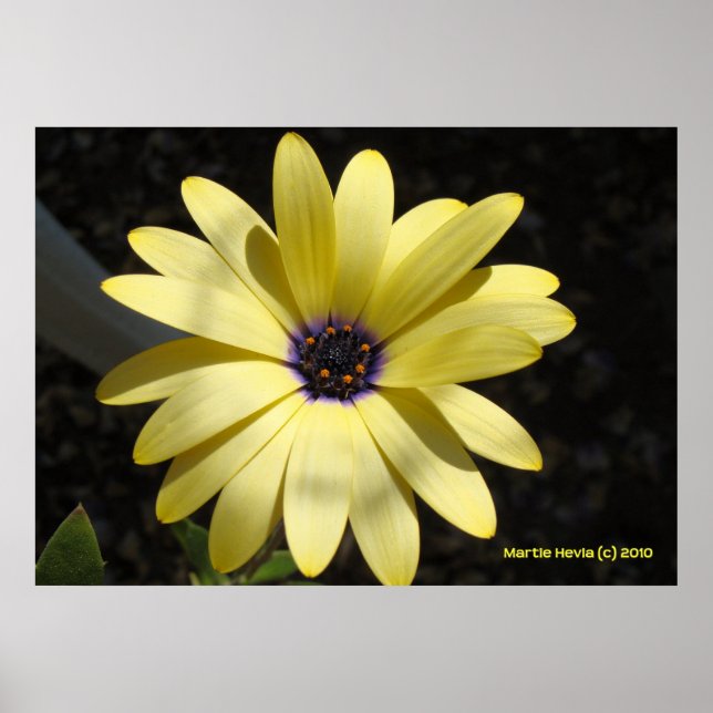 Sun on a Yellow Daisy Poster (Front)