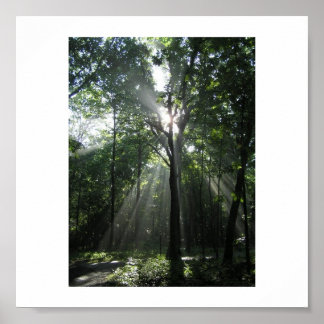 Sun Rays, Misty Morning Poster