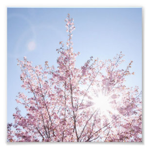 sun rays pass through pink flowers of a wow tree photo print