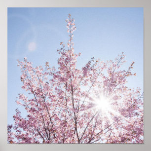 sun rays pass through pink flowers of a wow tree poster