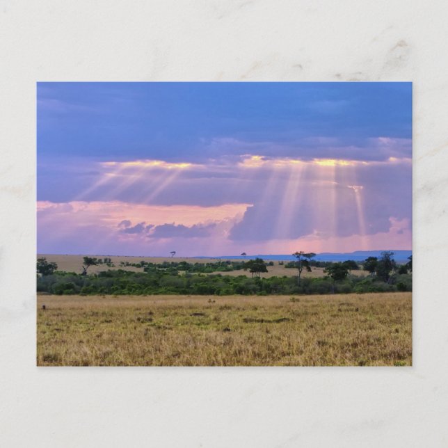 Sun setting on the Masai Mara. Postcard (Front)