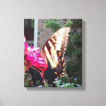 Sun Shining Through Tiger Swallowtail