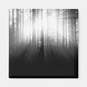 Sun Shining Through Trees in the Forest Magnet