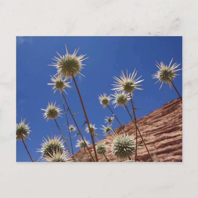Sun Thistle Postcard (Front)