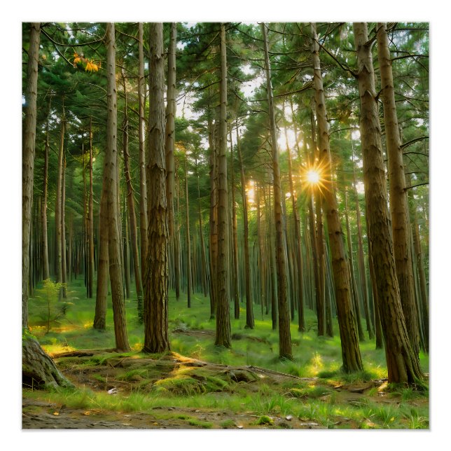 Sun through the trees poster (Front)