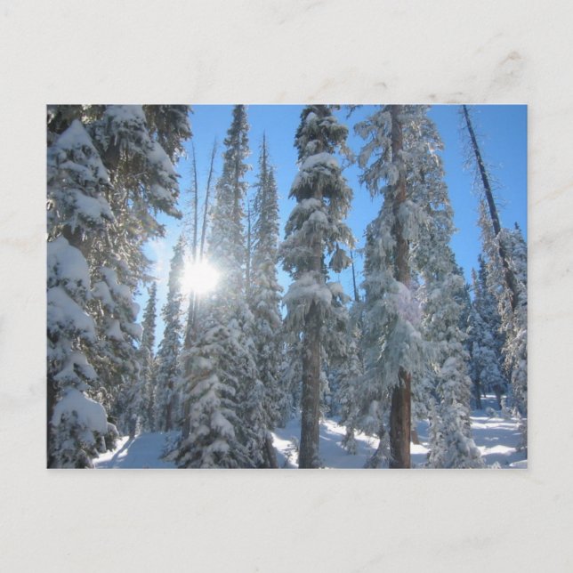 Sun through Trees in Winter Postcard (Front)