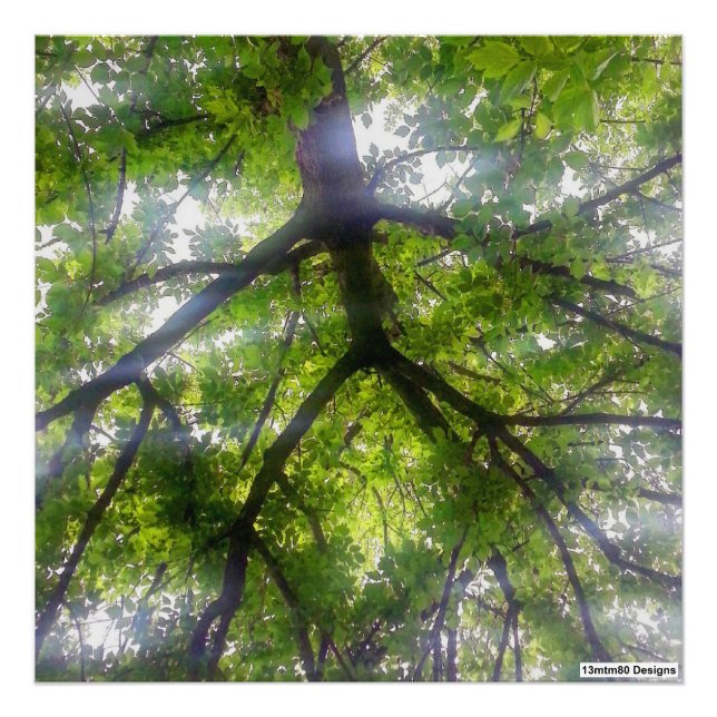 Sun Trees (Ohio) - Photo Print (Front)