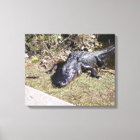 Sun‑Warmed Alligator on Florida Marshland