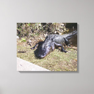 Sun‑Warmed Alligator on Florida Marshland Canvas Print