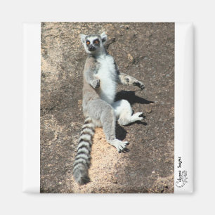 Sun worship lemur magnet