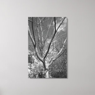 Sun Worshipping Tree Canvas Print