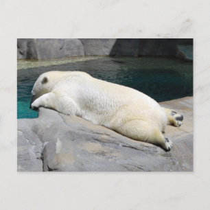 Sunbather Too Postcard