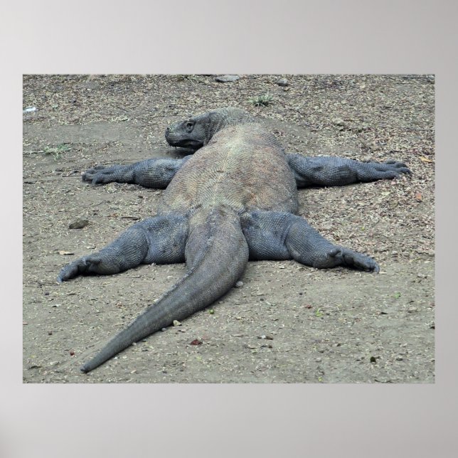 Sunbathing Dragon Poster (Front)