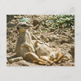 Sunbathing Meerkats Postcard