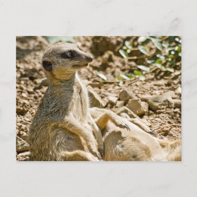 Sunbathing Meerkats Postcard (Front)