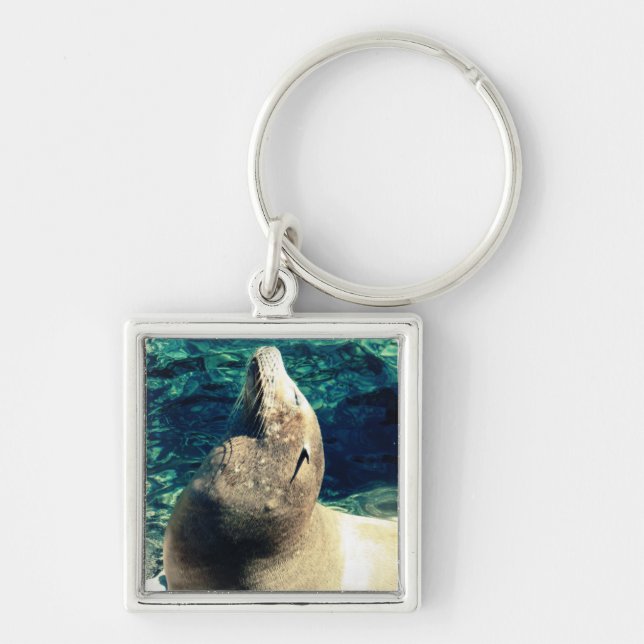 Sunbathing Sea Lion Key Ring (Front)