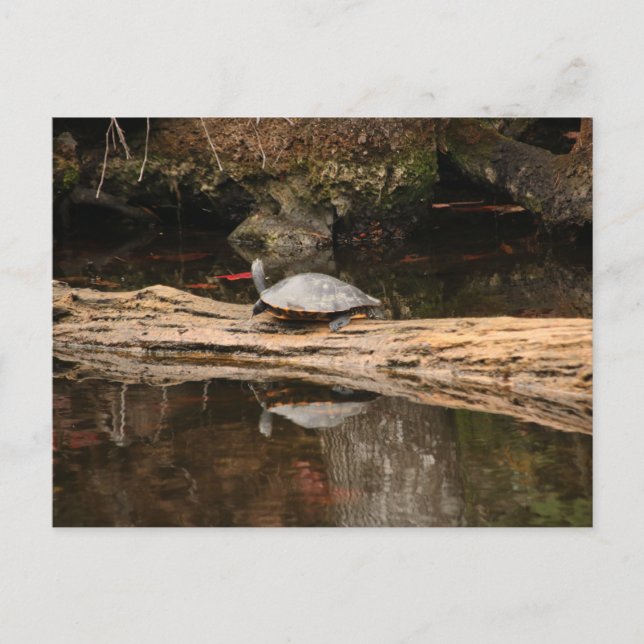 Sunbathing Turtle Postcard (Front)