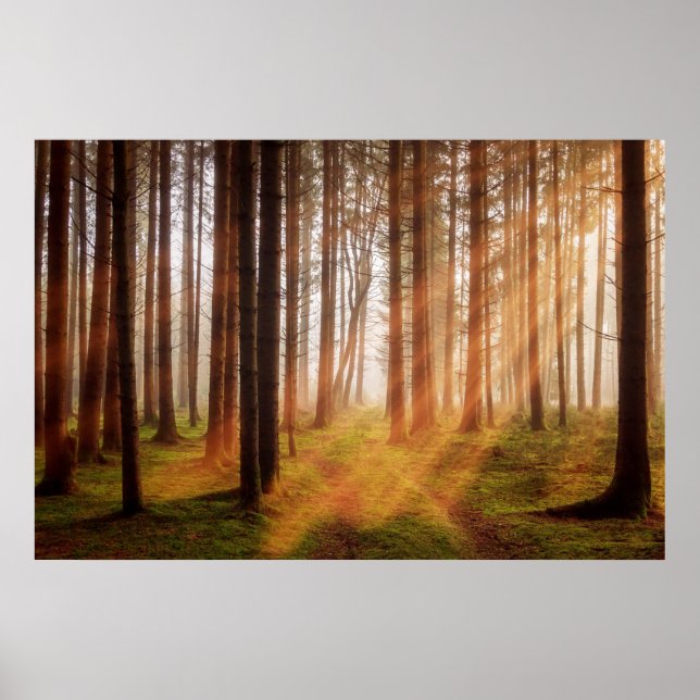 Sunbeam forest poster (Front)