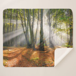 Sunbeams in a misty beech tree forest in autumn - sherpa blanket