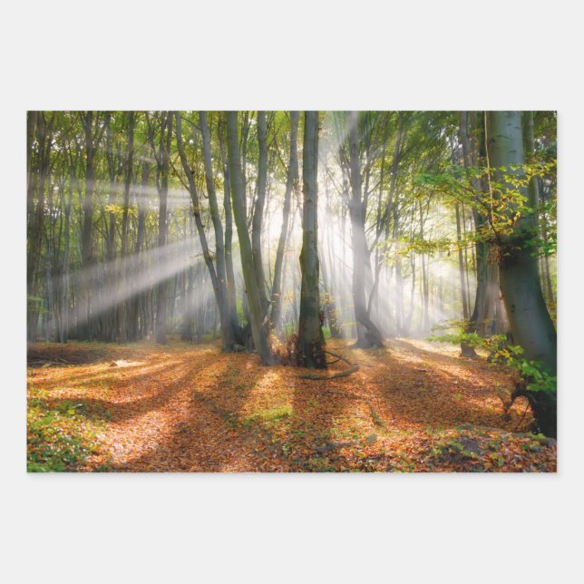Sunbeams in a misty beech tree forest in autumn - wrapping paper sheet (Front)