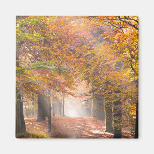 Sunbeams in an autumn forest magnet