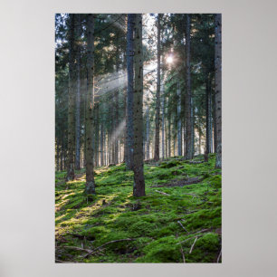 Sunbeams in the Black Forest Poster