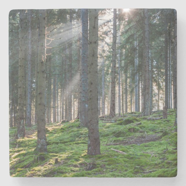 Sunbeams in the Black Forest Stone Coaster (Front)
