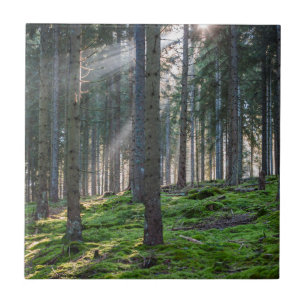 Sunbeams in the Black Forest Tile