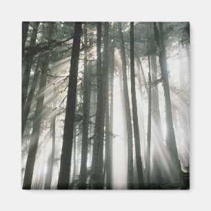 Sunbeams streaming through trees, Mount Rainier Magnet