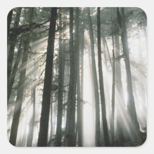 Sunbeams streaming through trees, Mount Rainier Square Sticker