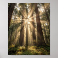 Sunbeams Through Ancient Giants