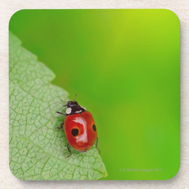 Sunburst above tiny ladybird climbing up a fresh coaster (Front)