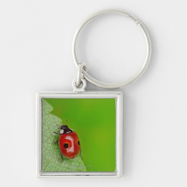 Sunburst above tiny ladybird climbing up a fresh key ring (Front)