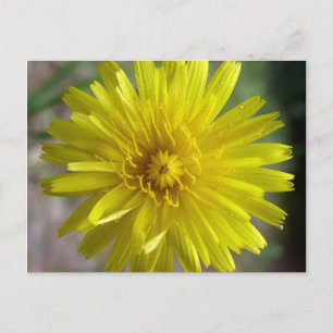 Sunburst Dew Postcard