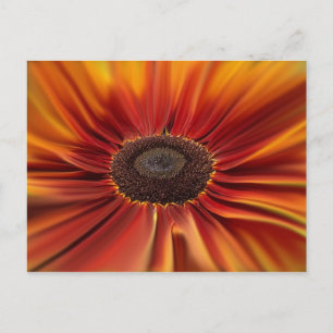 Sunburst Postcard