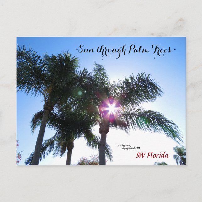 Sunburst sun Palm trees Florida Postcard (Front)