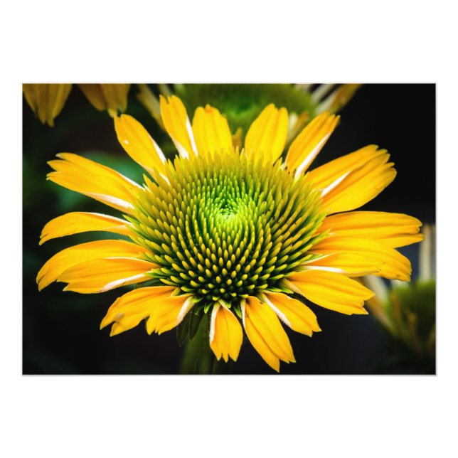 Sunburst Yellow Coneflower Photo Print (Front)