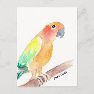 sunconure2 postcard