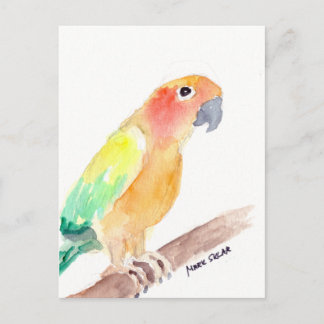 sunconure2 postcard