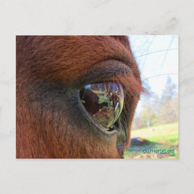 Sundance world postcard (Front)