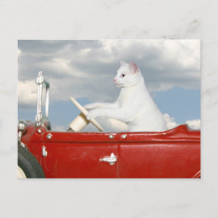 Sunday drive postcard