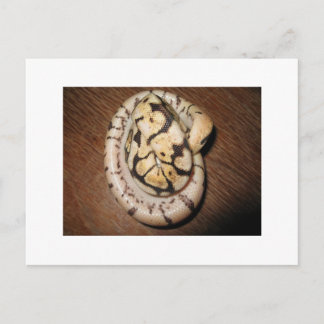 Sundin Ball Pythons Postcard
