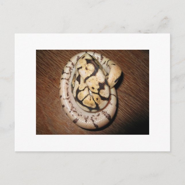 Sundin Ball Pythons Postcard (Front)