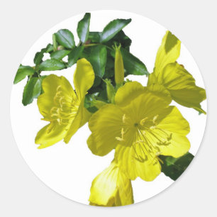 Sundrops Primrose Sticker Matches Thank You Card