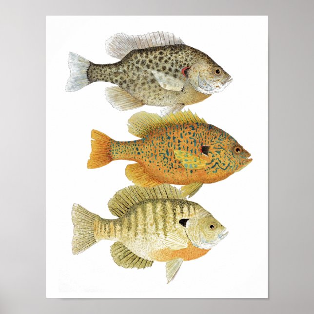 Sunfish Art Poster (Front)