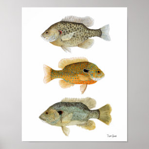 Sunfish- Redear, Longear & Green Sunfish Poster