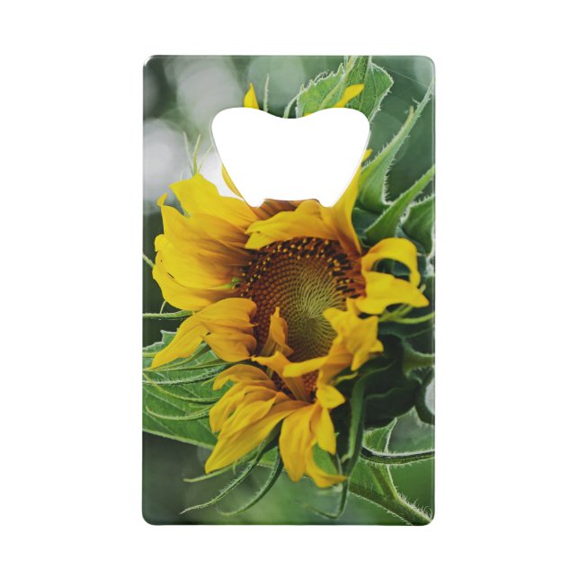 Sunflower (Front)